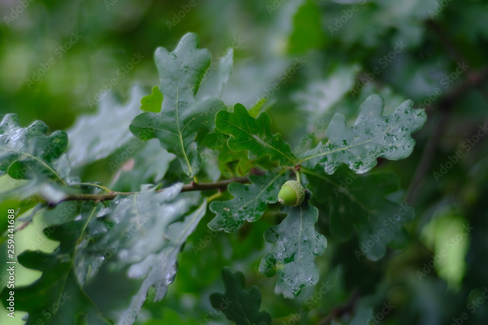 green leaf with water drops, oak fruit green leaf with water drops, oak fruit