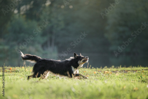 the dog is playing with the disc in nature. Active and funny black border collie, pet plays © annaav
