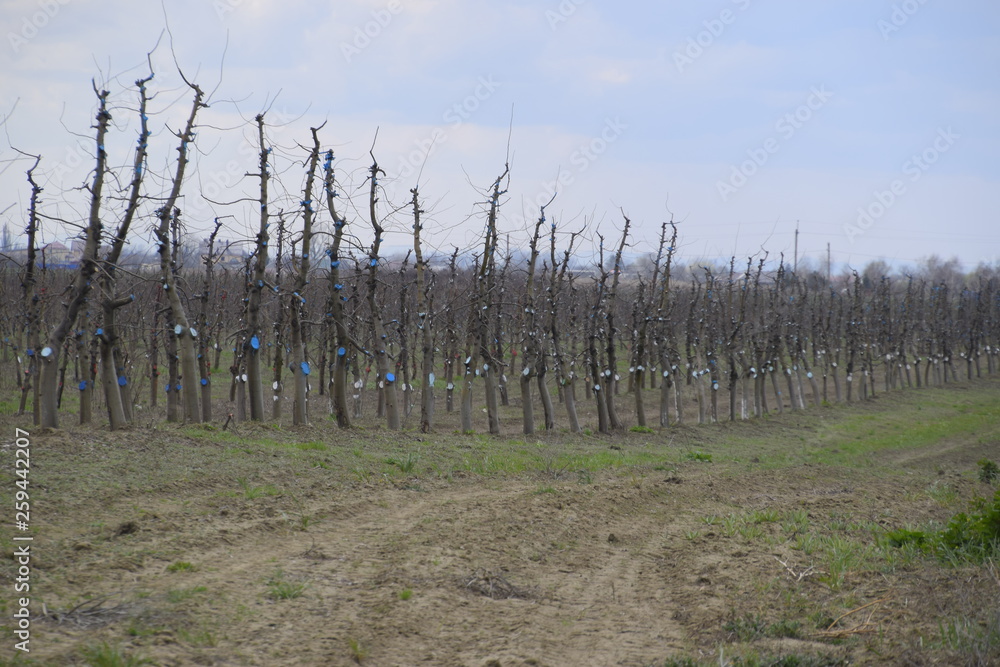 Apple trees in the garden, pruning apple trees