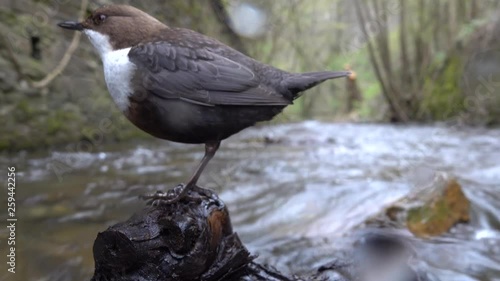 Wasseramsel, White-throated Dipper (Cinclus cinclus) photo