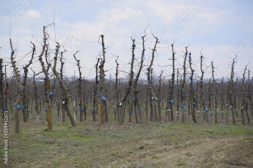 Apple trees in the garden, pruning apple trees photo