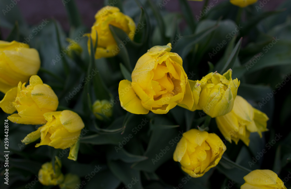 Tulips Tulips