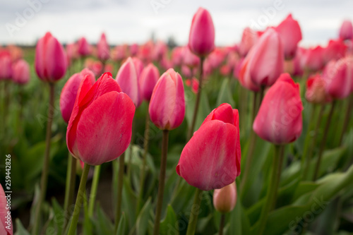 Tulips