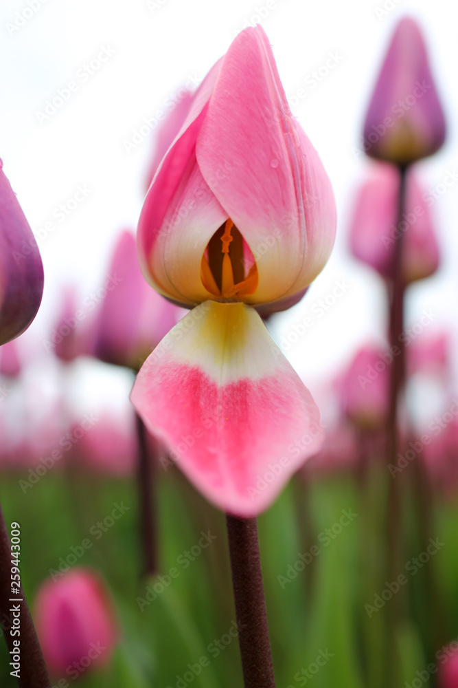 Fototapeta premium Tulips