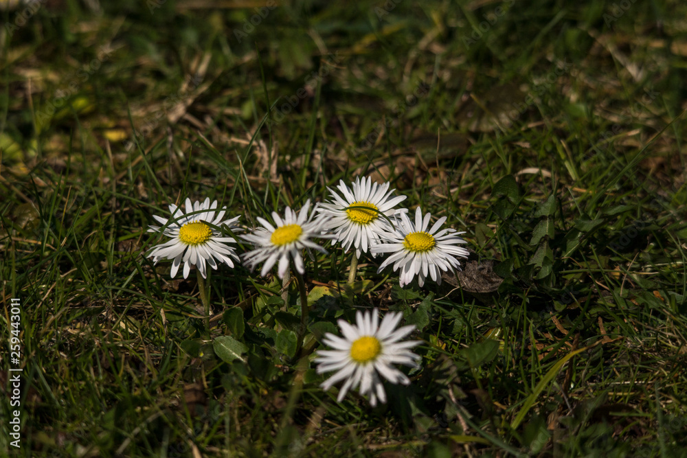 Daisy (Bellis perennis)