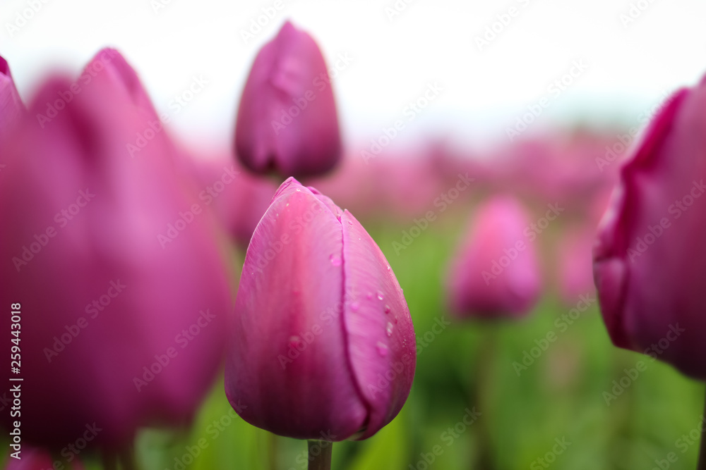 Obraz premium Tulips