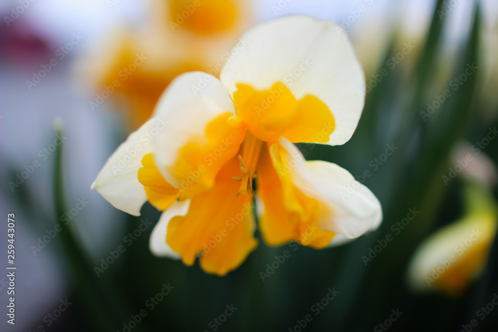 Daffodil Daffodil