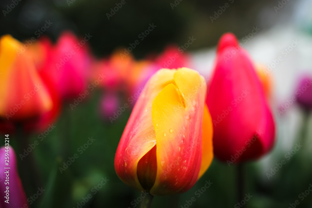 Orange Pink Tulip Closeup