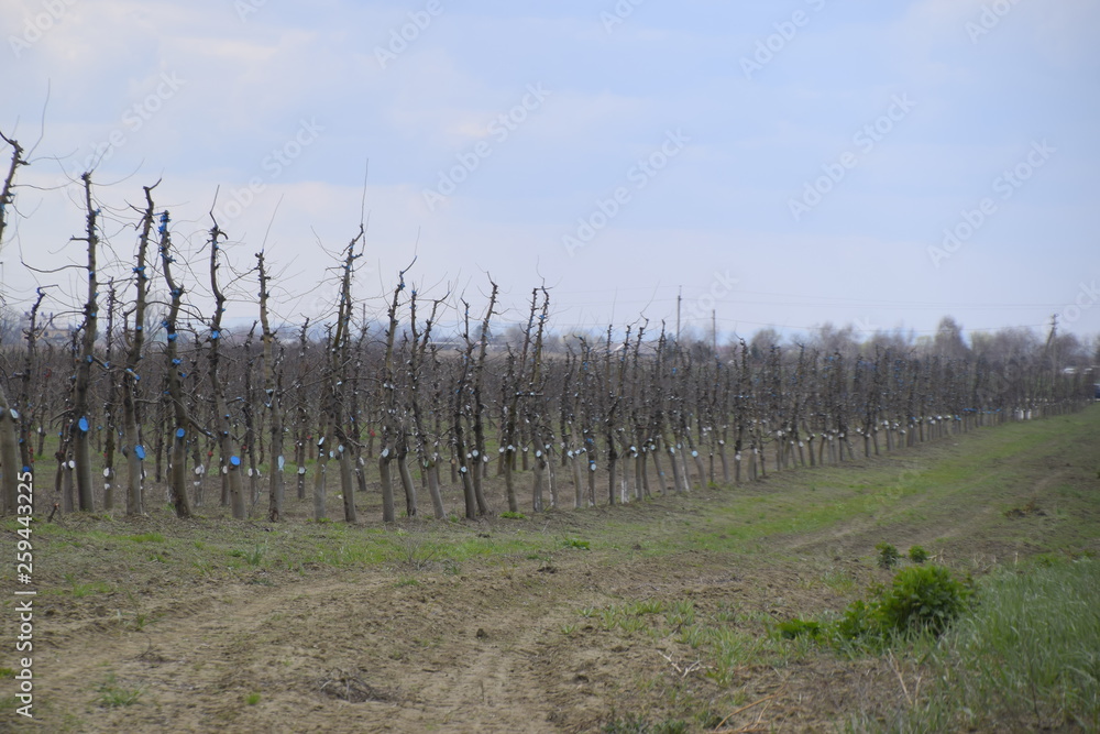 Apple trees in the garden, pruning apple trees Apple trees in the garden, pruning apple trees