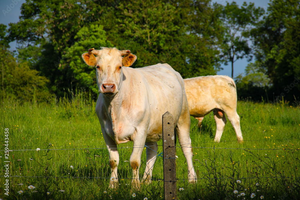 portrait of cow looking at camera