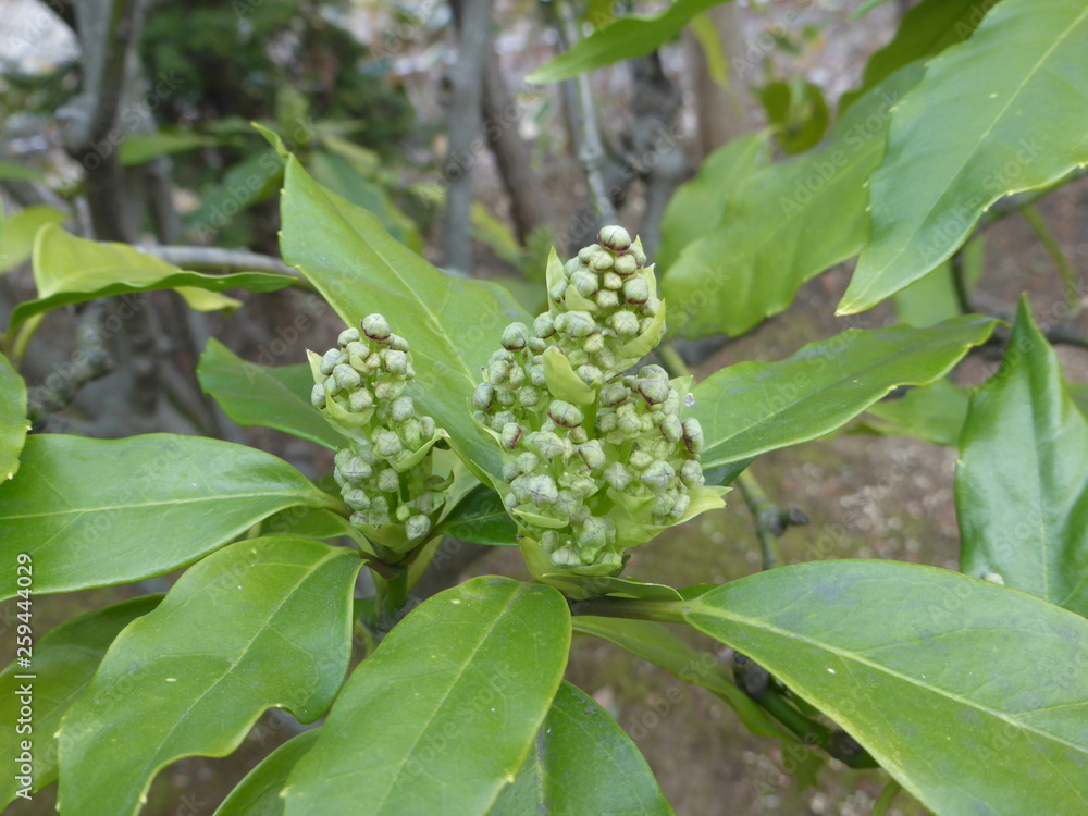 万葉植物園にある、あおきのつぼみ 万葉植物園にある、あおきのつぼみ
