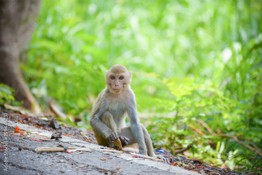 young asia monkey sitting on roadside on nature background in the national park young asia monkey sitting on roadside on nature background in the national park