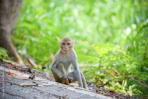 young asia monkey sitting on roadside on nature background in the national park © Bigc Studio