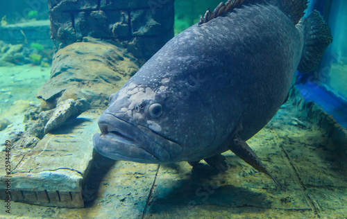 Grouper fish / Dragon giant grouper swimming marine life underwater fish tank photo