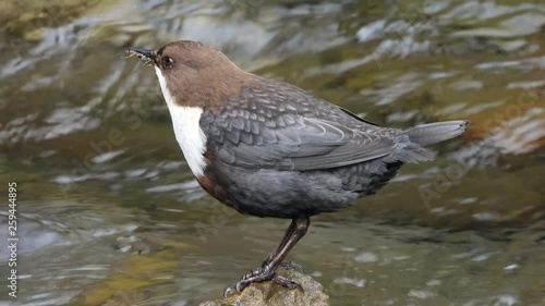 Wasseramsel, White-throated Dipper (Cinclus cinclus) photo