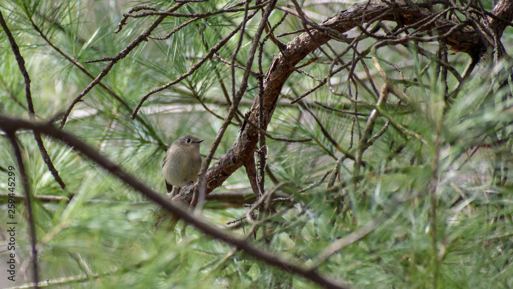 Songbird sitting on a branch