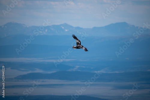 Eagle flying on the mountains