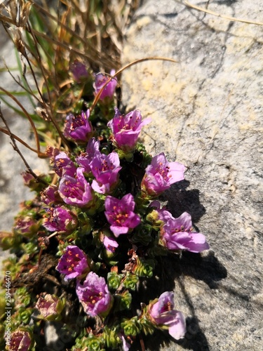 Purple mountain saxifrage  Saxifraga oppositifolia subsp. Oppositifolia