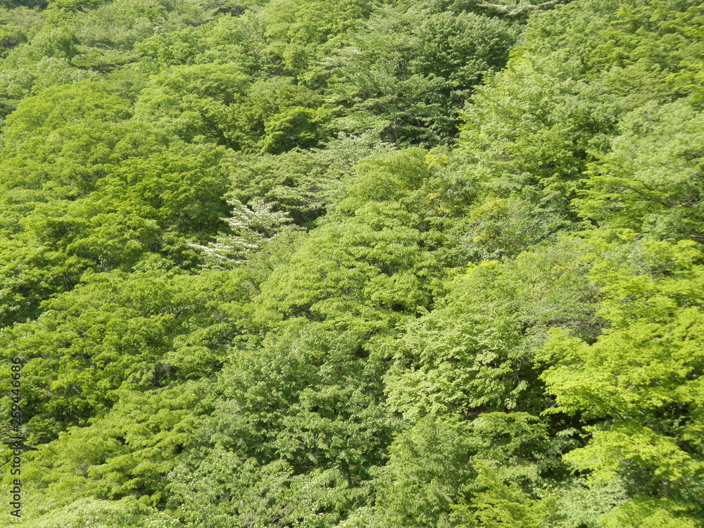 森の風景(群馬県)