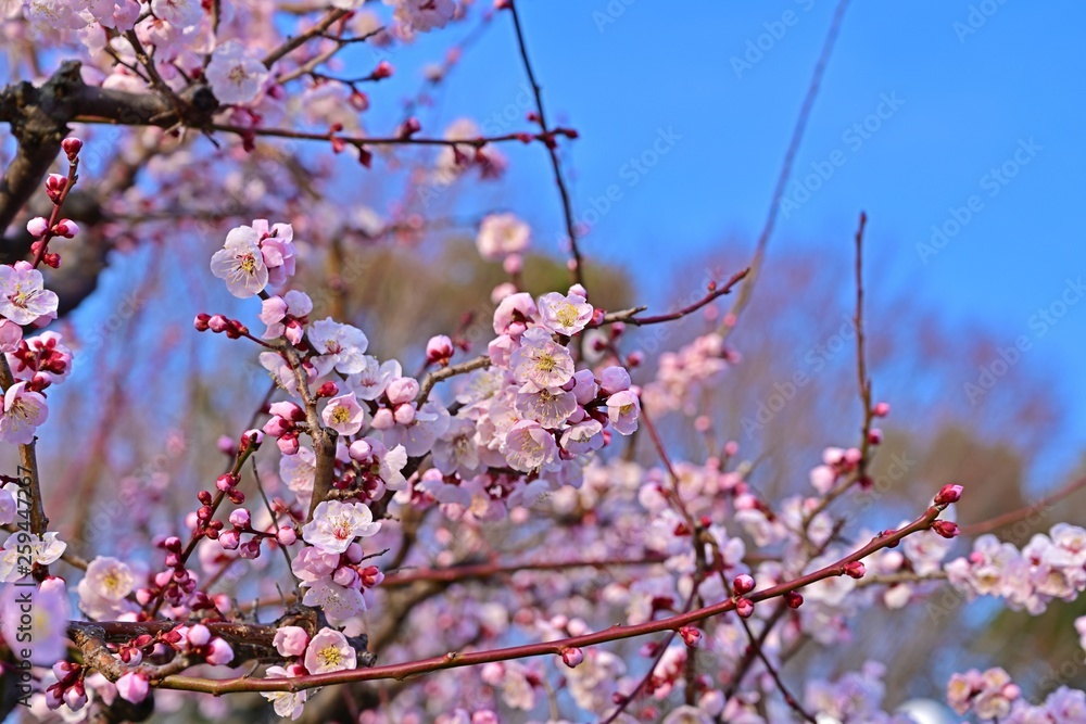 青空バックに満開のアンズの花 青空バックに満開のアンズの花