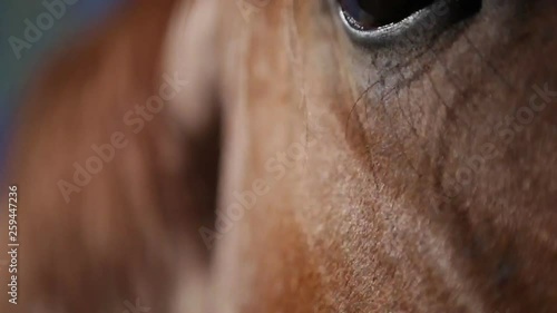 Curious Horse Inspecting Camera In Macro - 3 Shots