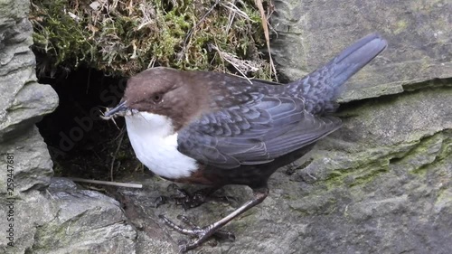 Wasseramsel, White-throated Dipper (Cinclus cinclus) photo