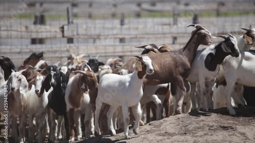 Herding Pack Of Goats At Ranch - 2 Shots