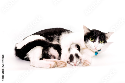 Cat hugging her kitten with love on white background