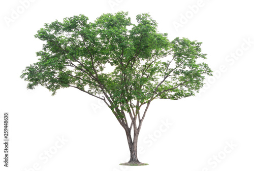 The big and green tree isolated on white background. Beautiful and robust trees are growing in the forest  garden or park.