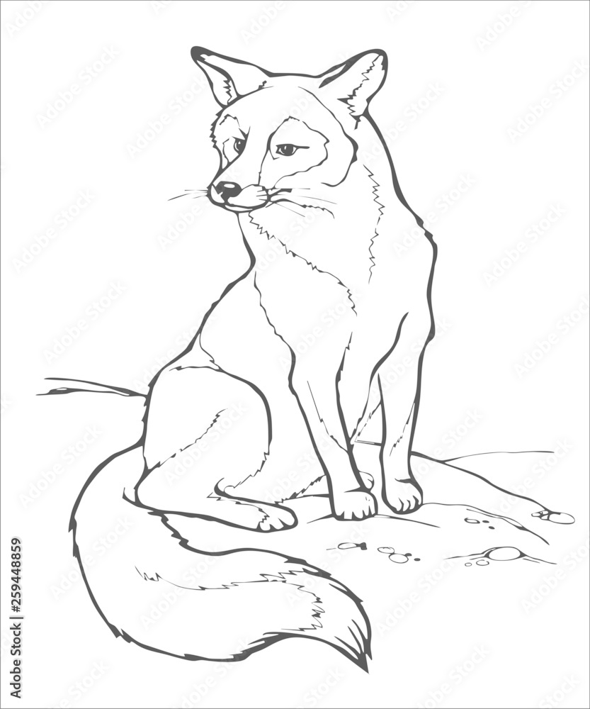 animals_draw_fox