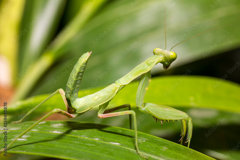 close up beautiful and healthy green praying mantis standing on leaf close up beautiful and healthy green praying mantis standing on leaf