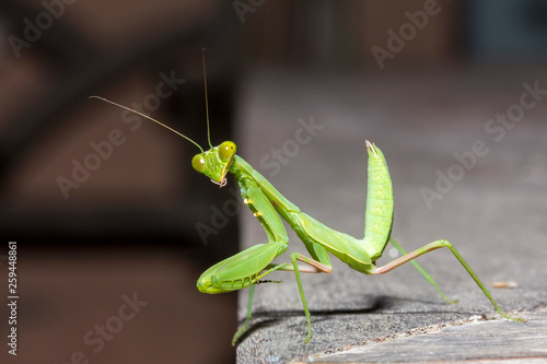 close up healthy green praying mantis at wood table edge