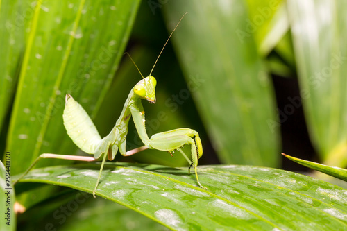 close up beautiful and healthy green praying mantis standing on leaf