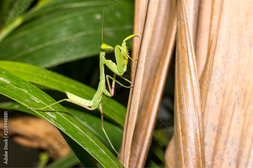 close up beautiful and healthy green praying mantis standing on leaf