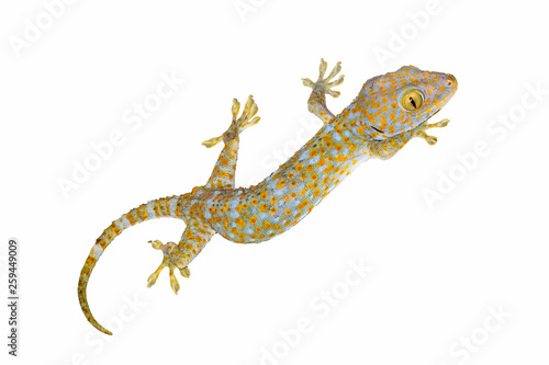 Slika na platnu healthy thailand tokay gecko isolated on white background