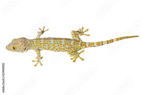 healthy thailand tokay gecko isolated on white background