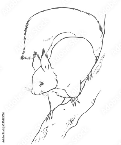 animals_draw_squirrel