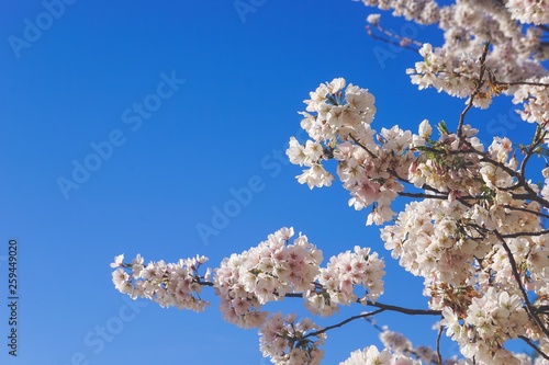 cherry blossoms against a blue sky Fototapeta