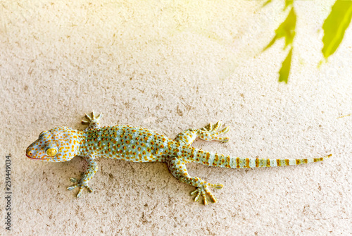 close up healthy thailand tokay gecko cling on wall
