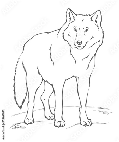 animals_draw_wolf