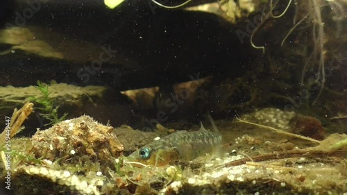 Dreistachliger Stichling,  three-spined stickleback (Gasterosteus aculeatus) beim Nestbau photo