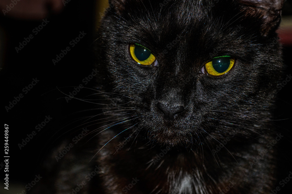 portrait of a black cat portrait of a black cat
