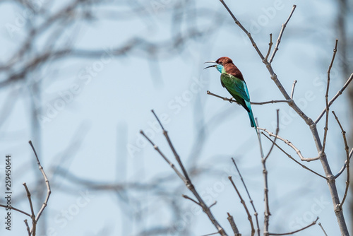 Blue-throated Bee-eater perched