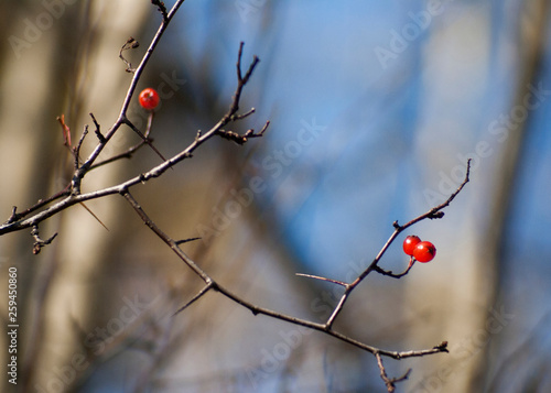 Hawthorn branch with berries in autumn. Close-up against a blurred background of the sky and other trees