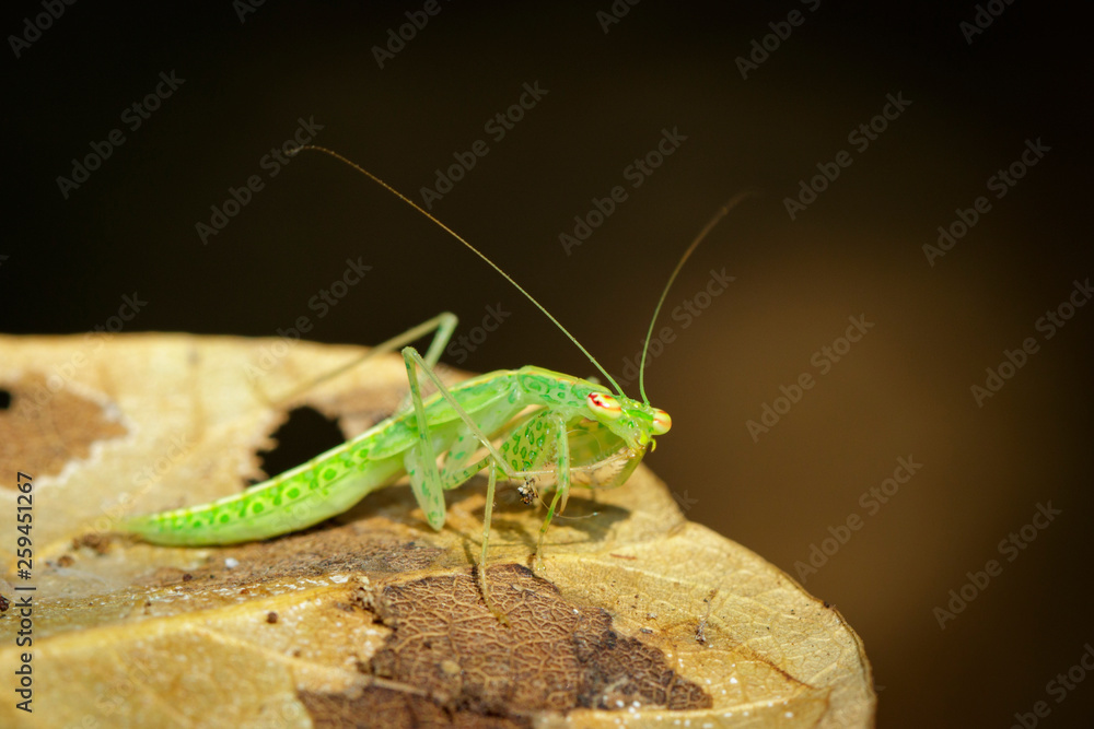 Image of green mantis(Hierodula patellifera) on leaves. Insect, Animal. Image of green mantis(Hierodula patellifera) on leaves. Insect, Animal.