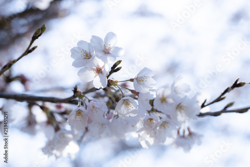 桜