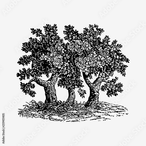 Vintage tree illustration