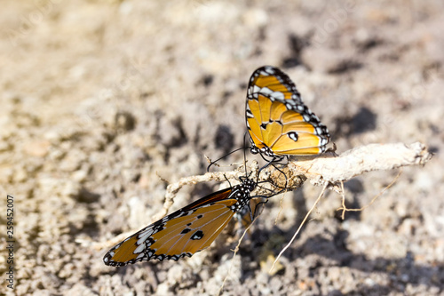 close up healthy and beautiful two yellow butterfly resting at tree roots on ground