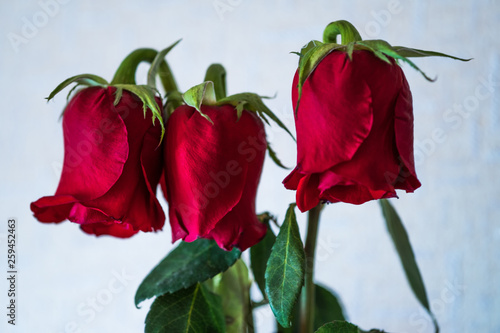Photos Dried red maroon flowers. Three sagging buds of roses.
