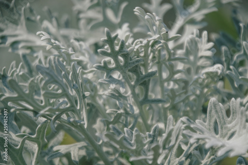 Wallpaper Mural Tallahassee Garden Torontodigital.ca